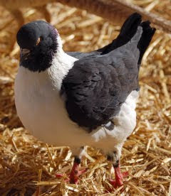 German Modena Pigeon