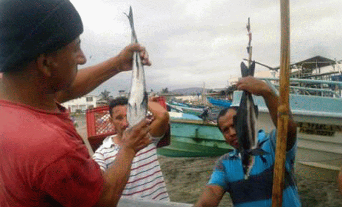 Cobia, el pez que escapó de Ecuador amenaza a Colombia, Panamá y México