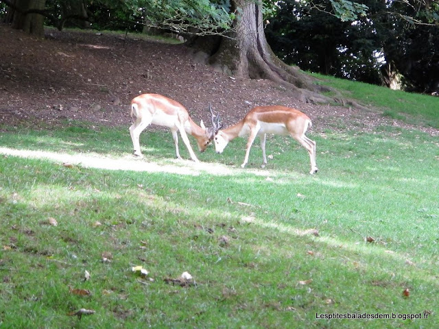 Parc animalier et botanique de Clères