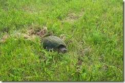 Snapping Turtle