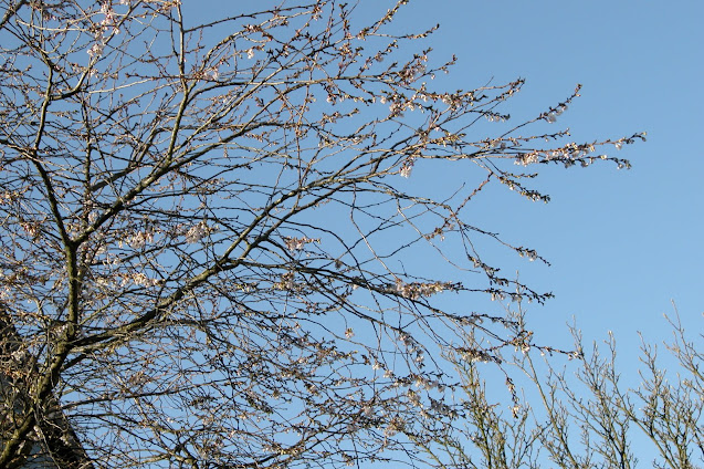 Cerisier d'hiver du Japon, Prunus, cerisier à fleurs, petit arbre