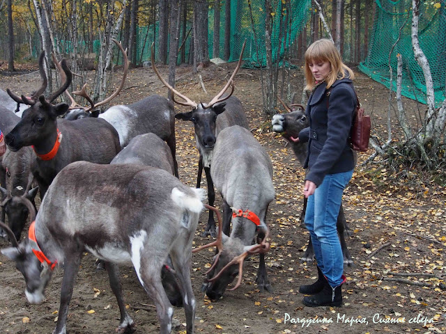 Северные олени фото