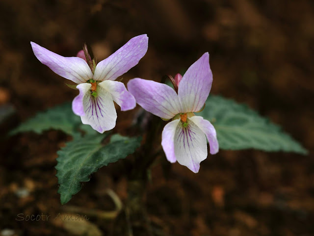 Viola tokubuchiana