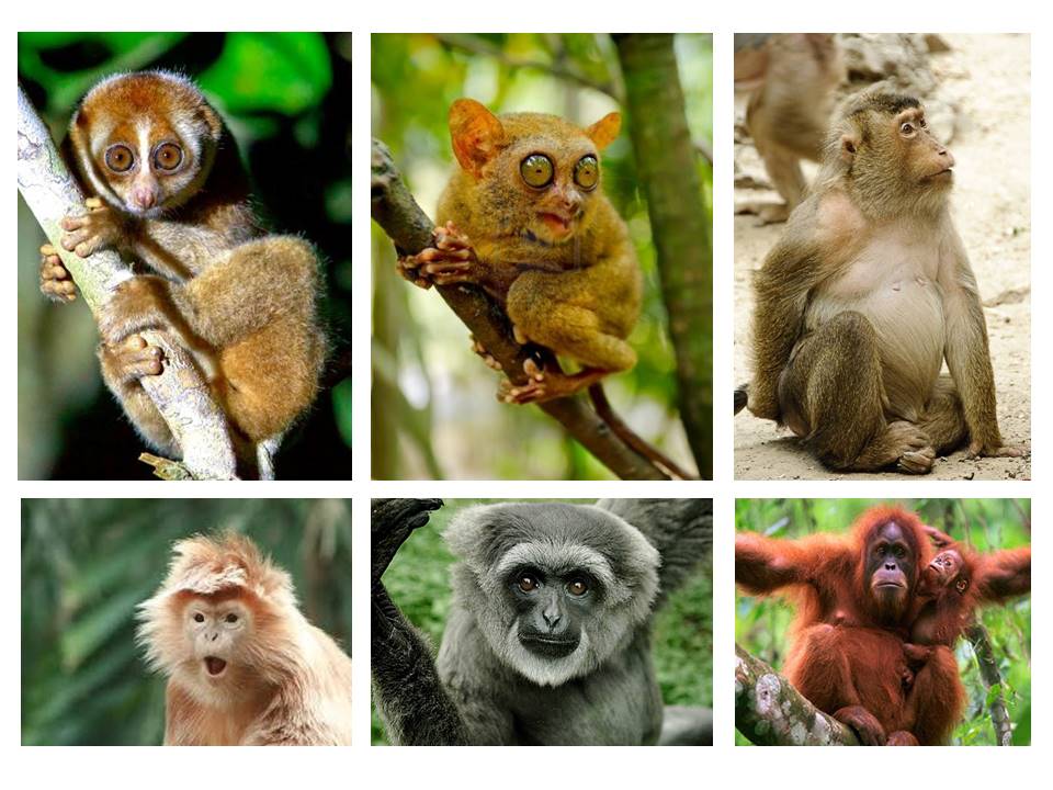 Daftar Primata Indonesia TERBARU Generasi Biologi