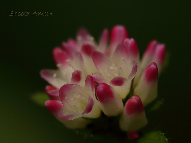 Polygonum thunbergii