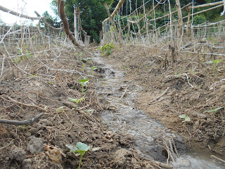 Irrigation techniques