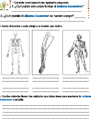 Tarea Sistema Locomotor