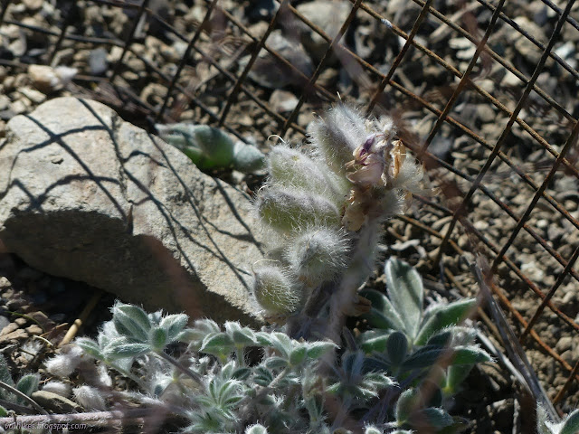 32: fuzzy seed pods