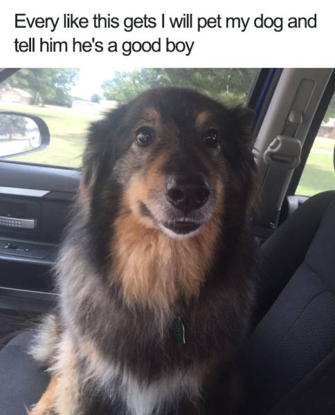 Every like this gets I will pet my dog and tell him he's a good boy.