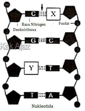 Nukleotida DNA, gambar soal biologi SMA UN 2018