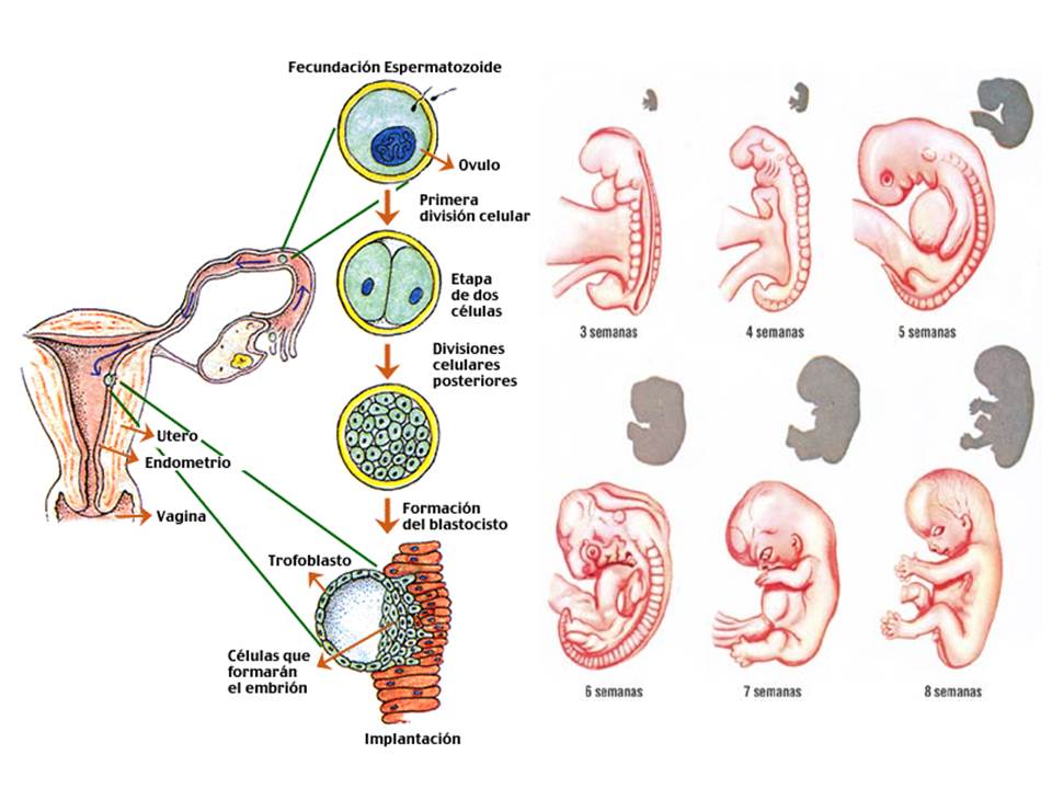 Resultado de imagen para embriologia humana