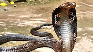 इतना जहर कहां से लाते हो भक्तों ।। कोबरा नाग ने आत्महत्या कर ली ।।