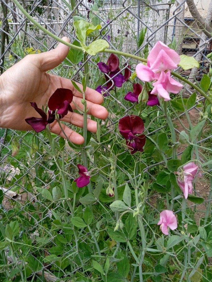 (Lathyrus odoratus) are flowering plants known for their delicate, colorful blooms and sweet fragrance. They belong to the legume family and are native to the Mediterranean region