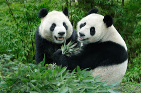 Pandas making babies - that's the 'KPI', posted on Friday, 07 September 2012