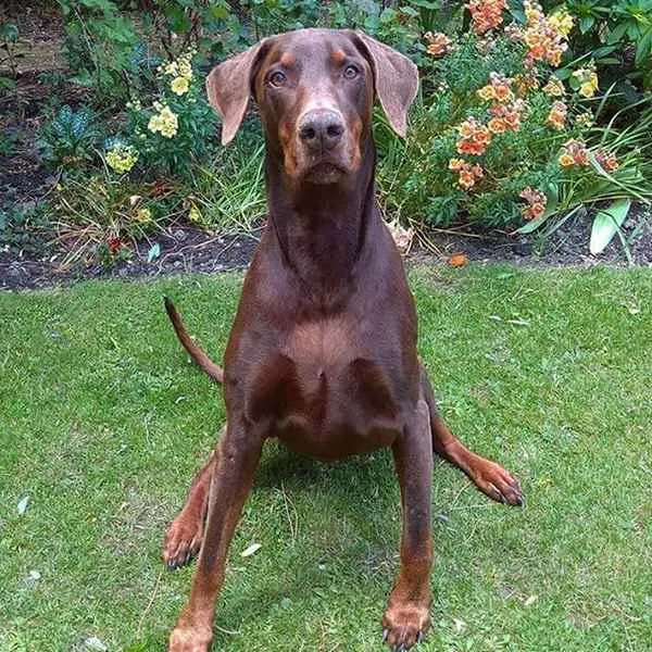 Doberman