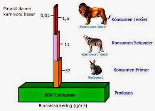 Gambar piramida biomassa