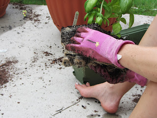 Gardening with Bobbins of Basil | bobbinsofbasil.blogspot.com