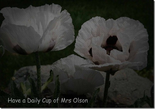 Metal white poppy