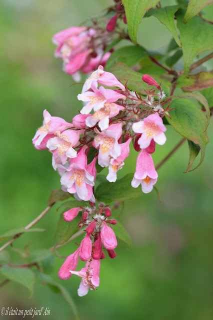 buisson de beauté