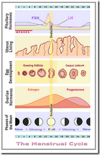 menstrualcycle_w-moon