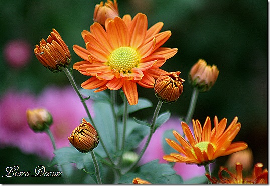 Crysanthemum_Golden2