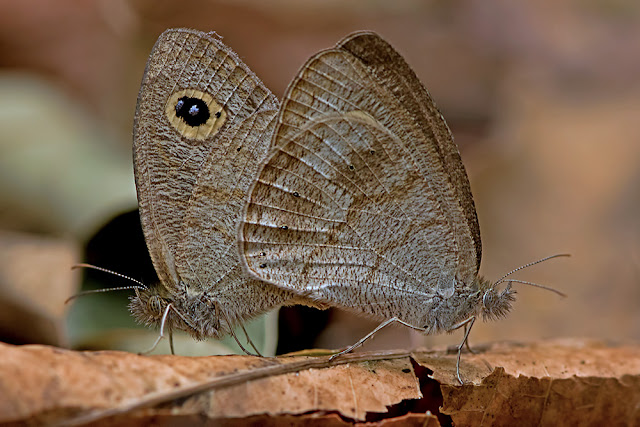 Ypthima similis the Eastern Fivering butterfly