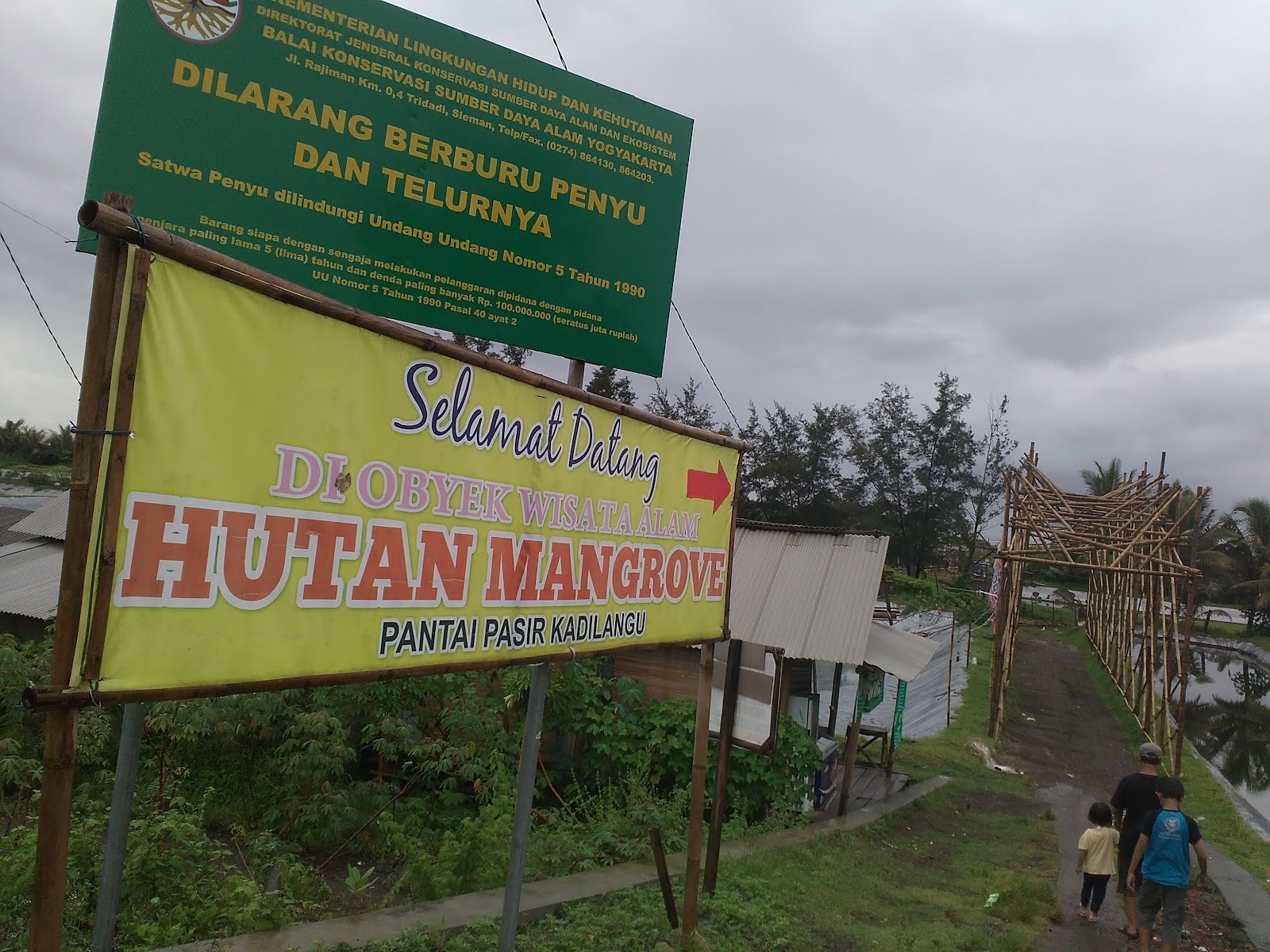 mangrove kulon progo, pantai pasir kadilangu