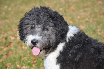 F3 Aussiedoodle Temperament, Size, Lifespan, Adoption