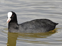  focha común (Fulica atra)