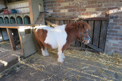 The Grounds of Alexandria- Petting Zoo