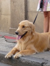 Cãonhecendo 3 (210)