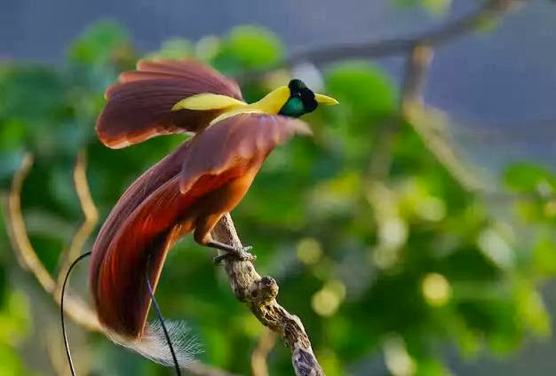 cendrawasih burung surga