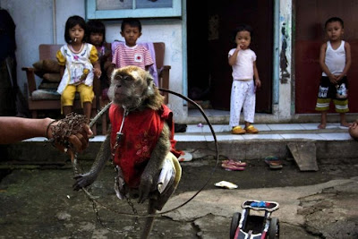 Performing Street Monkeys of Indonesia Seen On www.coolpicturegallery.us