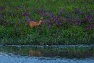 Wildlifefotografie Lippeaue Rehwild Brunft Blattzeit Olaf Kerber