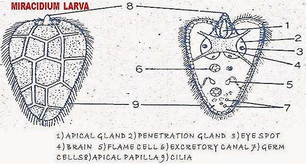 miracidum-larva-fasciola
