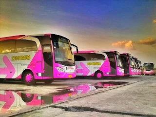 Pink Trans Zentrum Jetbus