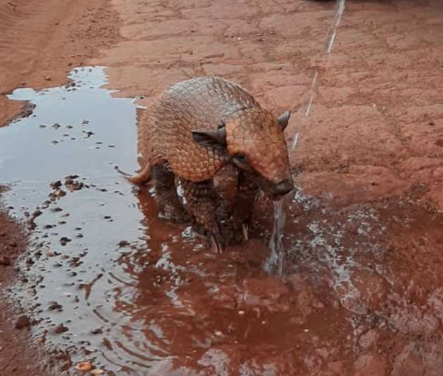 Thirsty Armadillo Was Excited That Someone Stopped To Pour Him A Drink