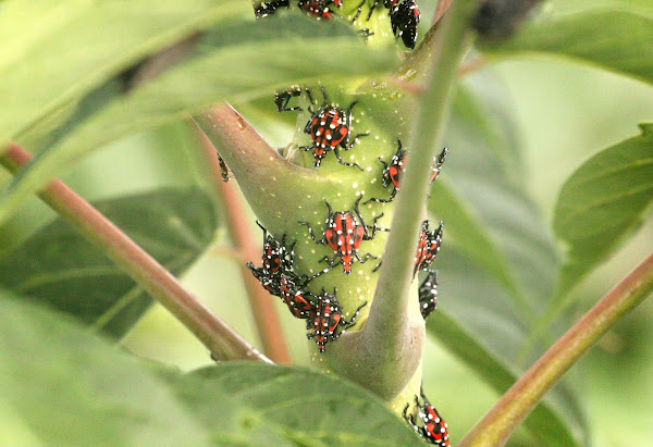 Fourth instar Spotted Lantern Fly nymphs.