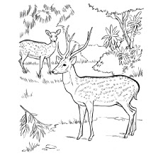 Baby Deer Coloring Pages For Free