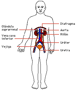 Imagen del Aparato excretor en el cuerpo humano y señalando partes