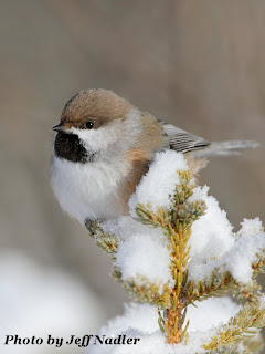 Boreal Chickadee