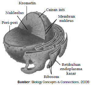 Pengertian Nukleus dan Retikulum Endoplasma dan Ribosom