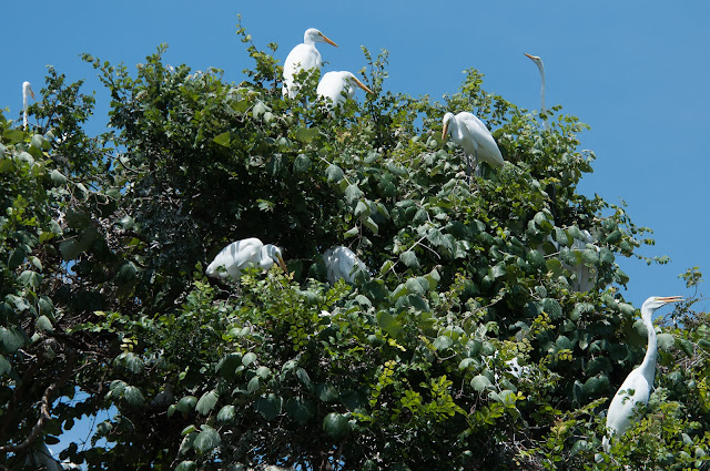 Great Egrets, UT Southwestern Rookery