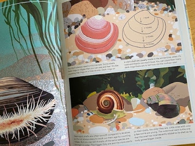 What a Shell Can Tell book inside illustrations