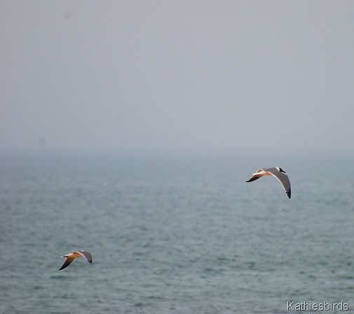 1. gulls-kab
