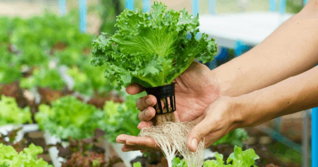 how to take care of hydroponic plants