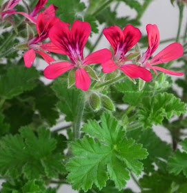 Pelargonium Shottesham Pet, Concolor Lace, Filbert flowers