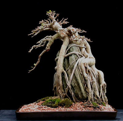 Inspirasi Bonsai Beringin Dolar