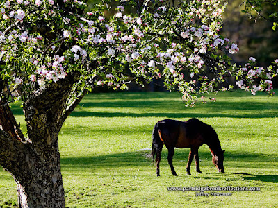 Shridan's pasture,Jaffrey New Hampshire, spring, apple blosoms
