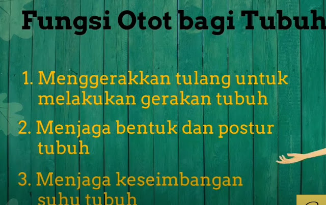 Fungsi otot Bagi Tubuh